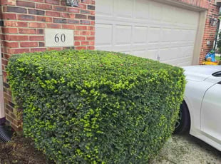 Jj G.'s Bush Trimming service result