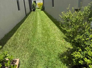 Kanique M.'s turf care service result