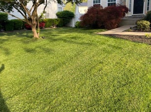 Talicia J.'s lawn care services service result