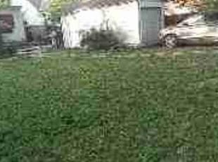 Trevor H.'s turf care service result