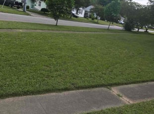 Tanya S.'s lawn care service result