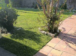 Kate G.'s lawn care service result