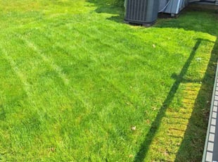 Rose G.'s turf maintenance service result