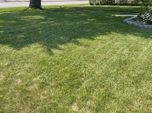 Alan S.'s grass cutting service result