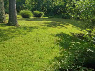 Shaun M.'s turf care service result