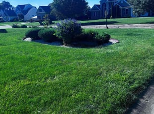 Carl W.'s yard care service result