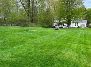 Randolph W.'s turf maintenance service result
