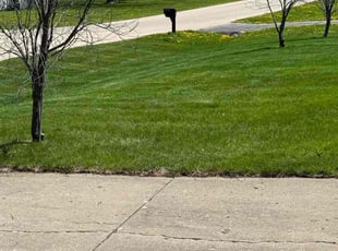 Logan P.'s Bush Trimming service result