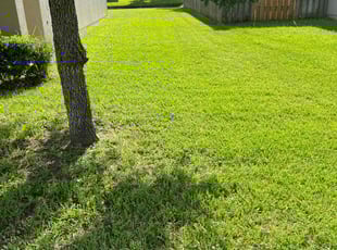 benjamin j.'s turf care service result