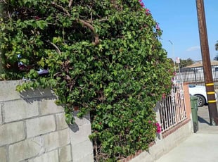 Jim B.'s Bush Trimming service result