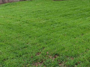 Kathy B.'s lawn care services service result