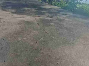 Maria N.'s lawn care services service result