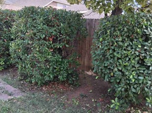 Ann M.'s Bush Trimming service result