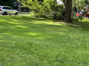 Ann L.'s grass maintenance service result