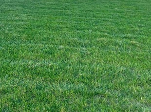 Yolanda S.'s lawn care service result