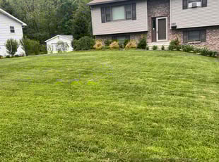 Tara K.'s grass maintenance service result