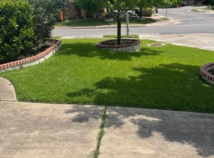 Jeff M.'s Long Grass Cleanup service result