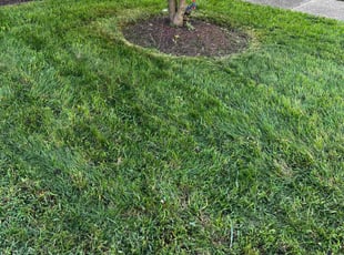 Larry M.'s grass cutting service result