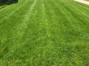 Quintara J.'s lawn maintenance service result