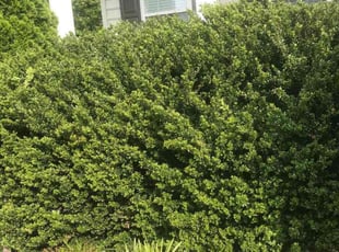 John H.'s Bush Trimming service result