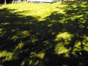 Anjali S.'s turf care service result
