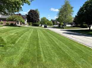 Nitin V.'s turf care service result
