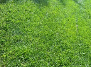 Patty E.'s landscaping services service result