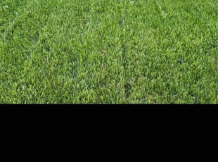 Debora G.'s grass cutting service result