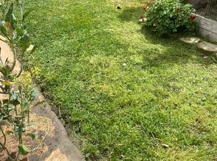 Sonya H.'s lawn care service result