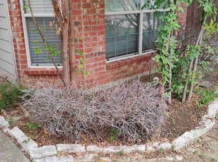 Andrew W.'s Bush Trimming service result