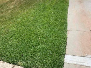 Jamillah O.'s lawn maintenance service result