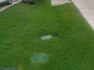 Anne C.'s lawn care service result