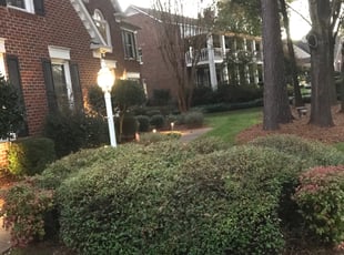Brian B.'s Bush Trimming service result