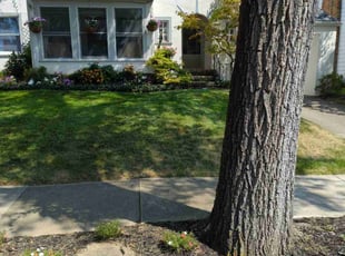 Darral W.'s turf care service result