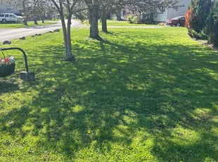 Lisa T.'s turf care service result