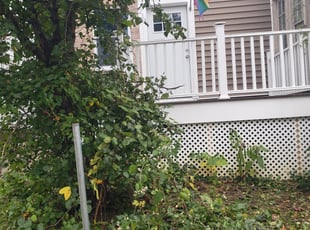 Kevin T.'s Bush Trimming service result