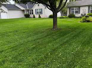 Daniel M.'s grass maintenance service result