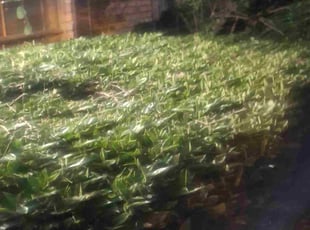 Michael W.'s turf maintenance service result