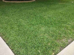 Ossie C.'s grass cutting service result
