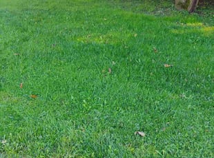 Maria T.'s lawn service service result