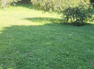 Gregory B.'s lawn care service result