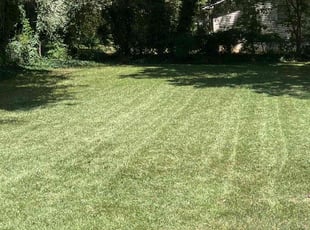 Mohamed M.'s lawn maintenance service result