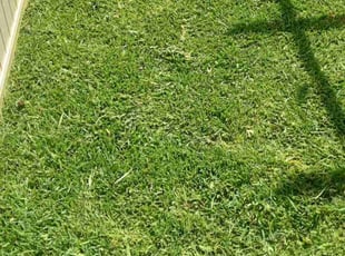 Briauna L.'s grass maintenance service result