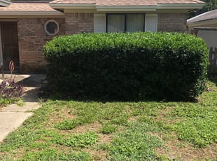 Millie R.'s Bush Trimming service result