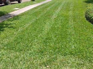 Antonio B.'s grass maintenance service result
