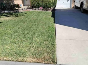Lily R.'s turf maintenance service result