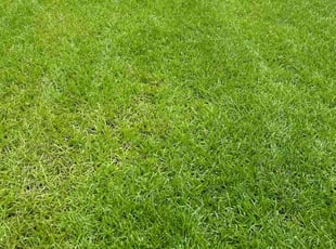 Cassie F.'s grass maintenance service result