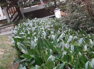 Susan H.'s Bush Trimming service result
