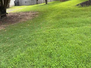 Anthony P.'s grass cutting service result