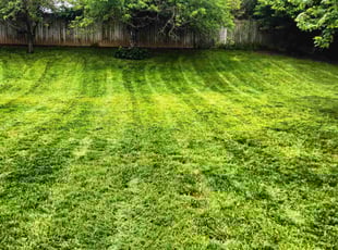 Doug R.'s lawn care service result